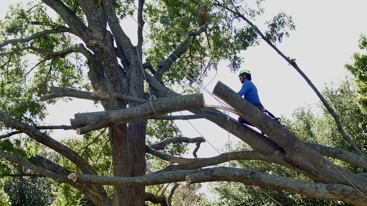 Professional Crown Thinning performed by certified arborists in Henning